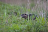 700_4525 beverrat (Myocastor coypus, Coypu).jpg