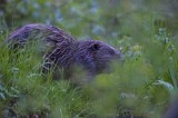 700_4555F bever (Castor fiber, Beaver).jpg