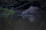 700_4628F bever (Castor fiber, Beaver).jpg