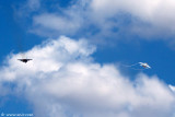 F-15 Eagle, Israel Air Force