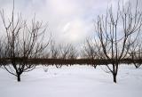 snowy Golan heights, Israel Feb 2006  