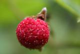 MACRO 3