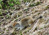 Alaskan Ground Squirrel