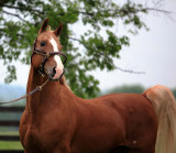 Wild-eyed Warrior - Saddlebred Stallion