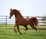 Preacher - Saddlebred Stallion