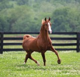 Preacher - Saddlebred Stallion