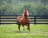 Preacher - Saddlebred Stallion