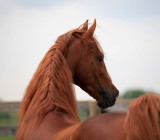 Preacher - Saddlebred Stallion