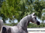 August Arabian Horse Farm Tour