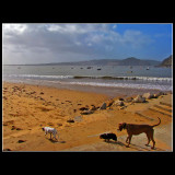 ... The dog`s also like to walk in the beach ... :)