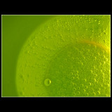... green bobles ...