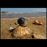 ... Shooting sea snails ... 01