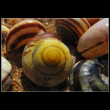 ... yellow and brown sea snail ...