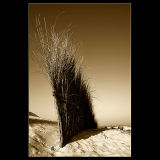 ... Fence ... I