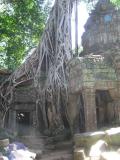 Ta Prohm Jungle temple