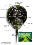 Horseshoe crabs <a href=http://www.pbase.com/image/53784155>Living fossil</a>