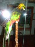 Quetzal Watching
