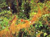 Monteverde Cloud Forest Reserve