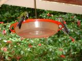 Hummingbirds