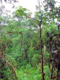 Rainforest aerial