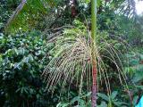 Rainforest aerial