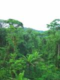 Rainforest aerial