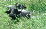 Buffalo