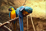 Macaws at the Zoo