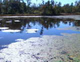 Pond in front of my camp