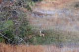 lone doe