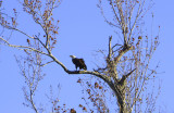 Local Bald Eagle