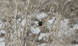 bald eagle 2.jpg