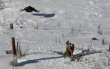 fence deer eagle.jpg