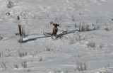 fence deer.jpg