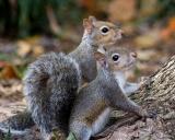 squirrels3_7527.jpg