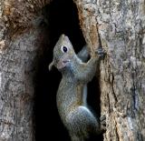 squirrels4_7532.jpg