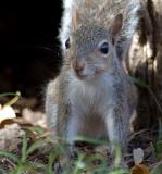 squirrels7_7540.jpg