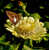 webbutterflyandblossomDSC01013.jpg