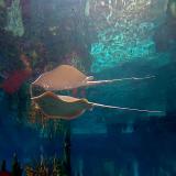 ray-and-reflectionDSC00058.jpg