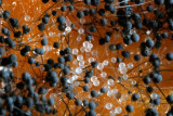 Pumpkin universe