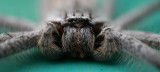 Huntsman 2X life size