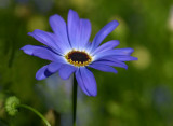 Swan River Daisy