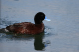 Blue billed duck