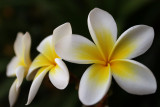 Creamy yellow