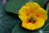 Nasturtium