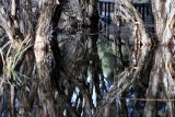 Flooded paperbark trees.