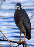 White faced heron