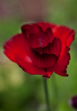 Ranunculus