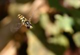 Hoverfly