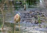 Nankeen Night Heron